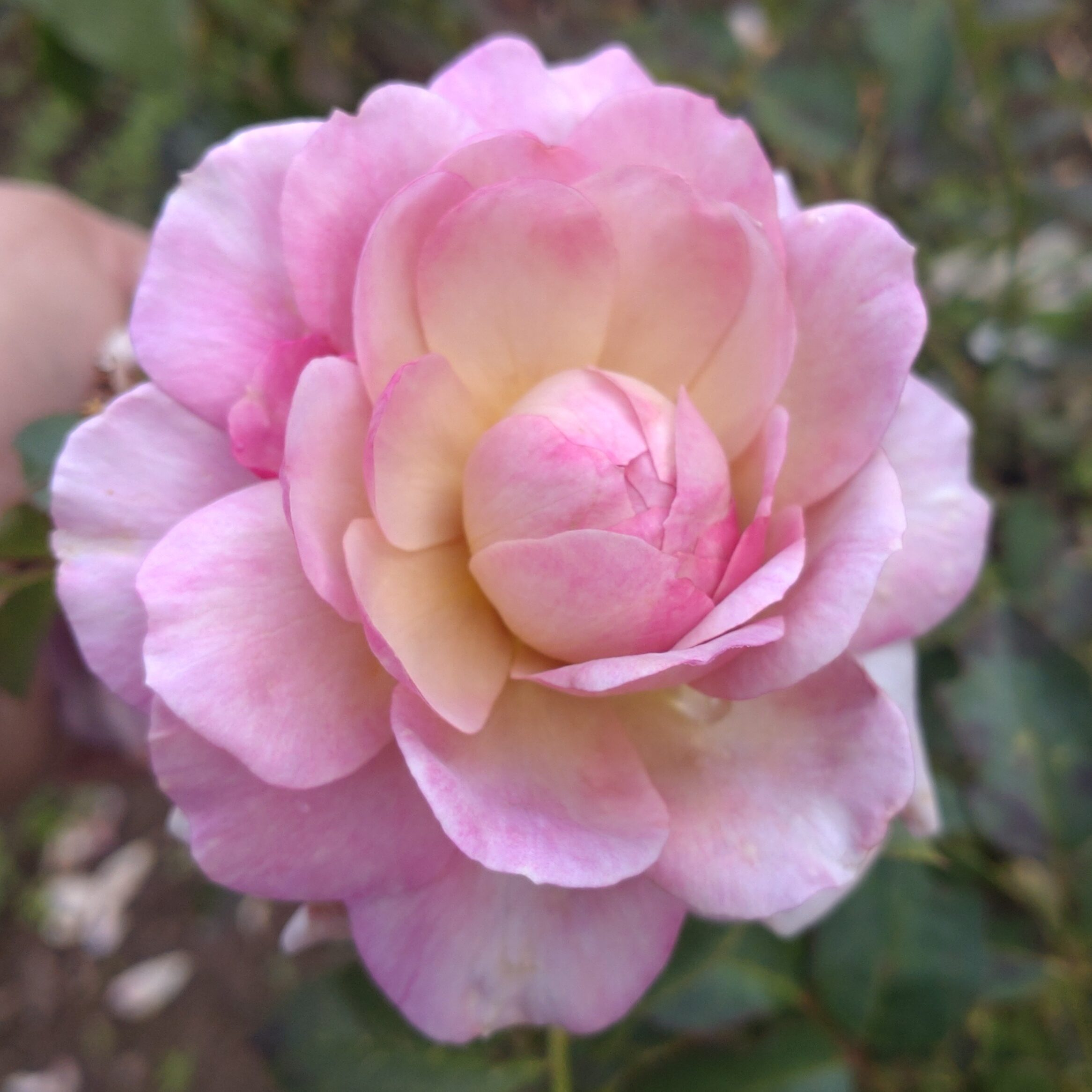 Pastel Antique – Bild 23