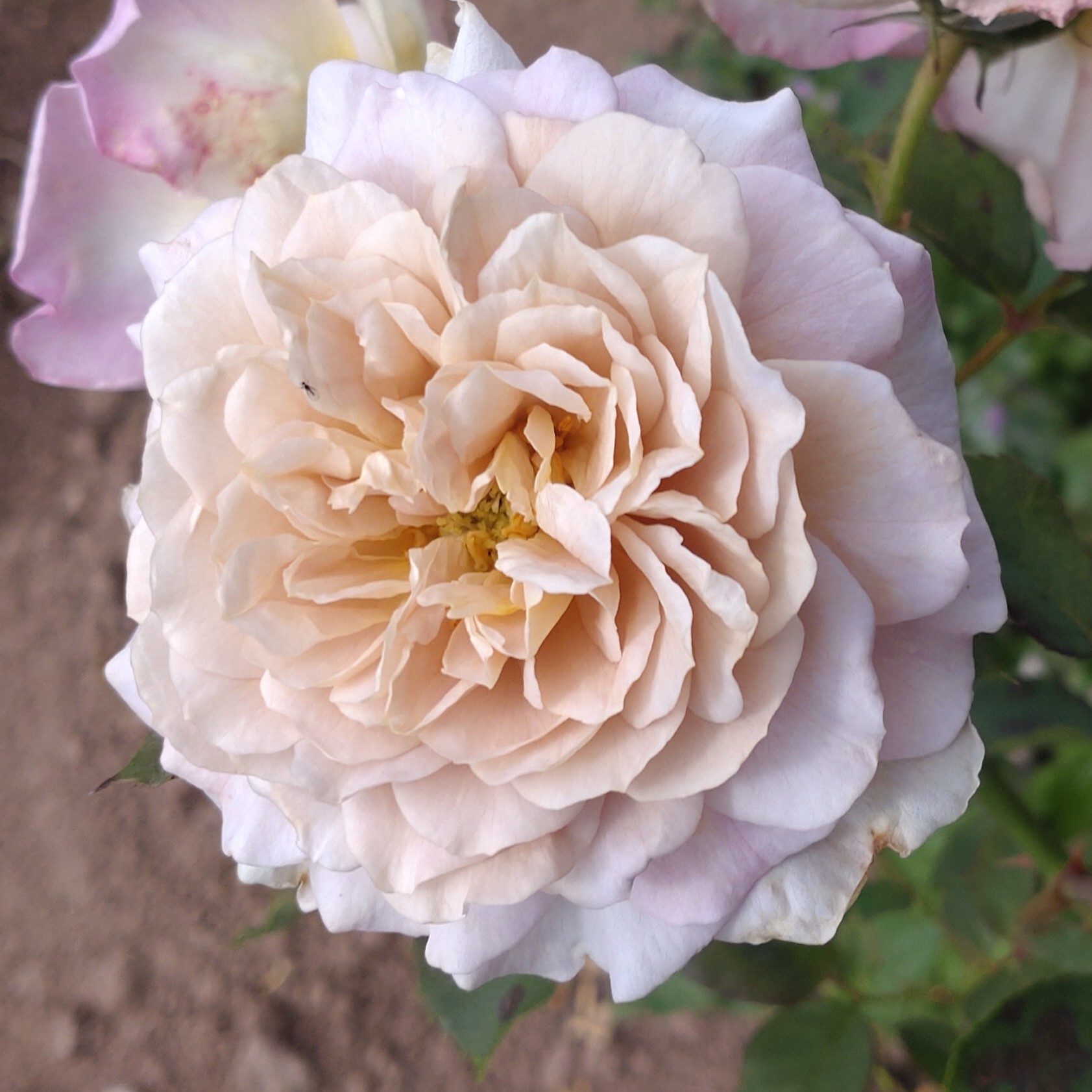 Pastel Antique – Bild 24