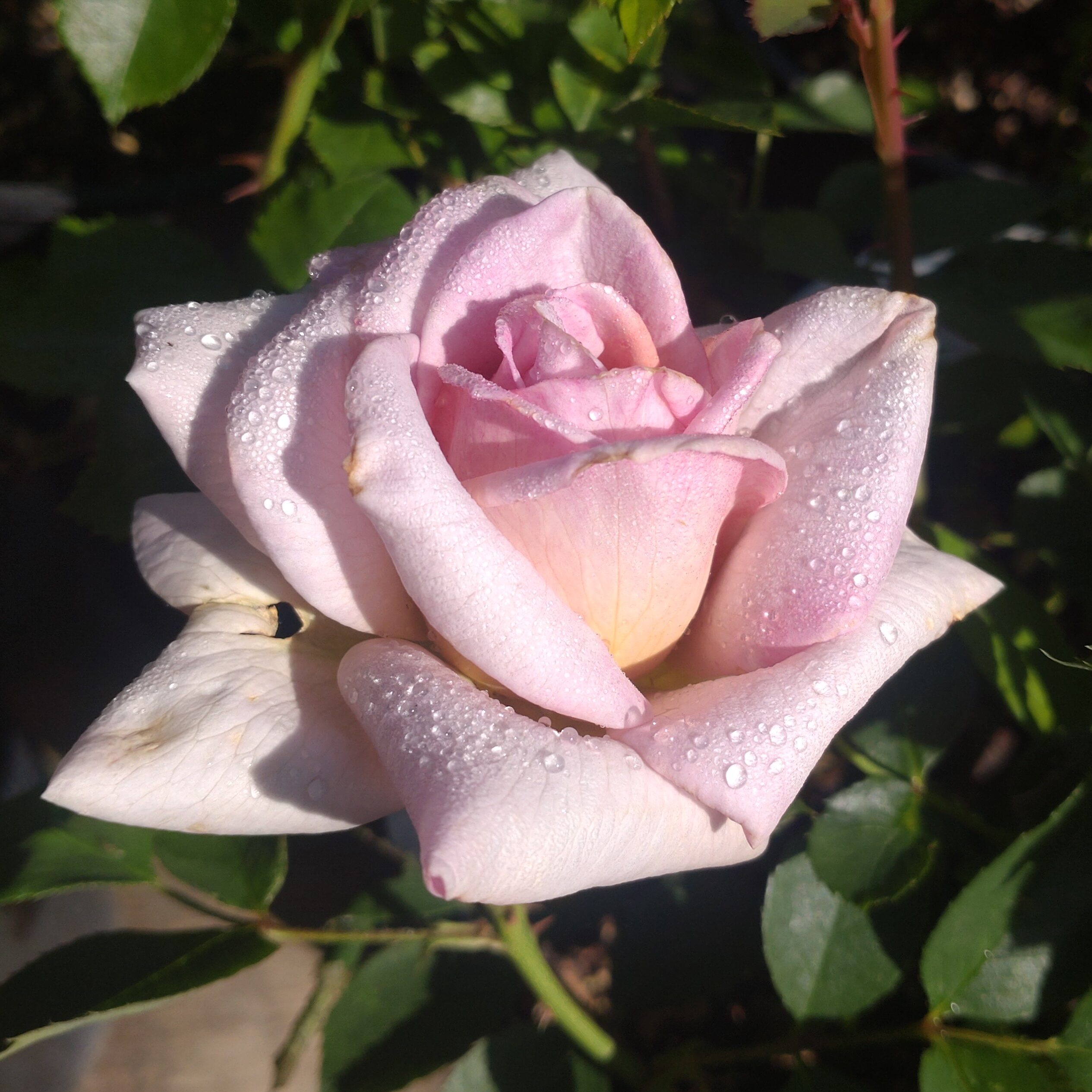 Pastel Antique – Bild 26