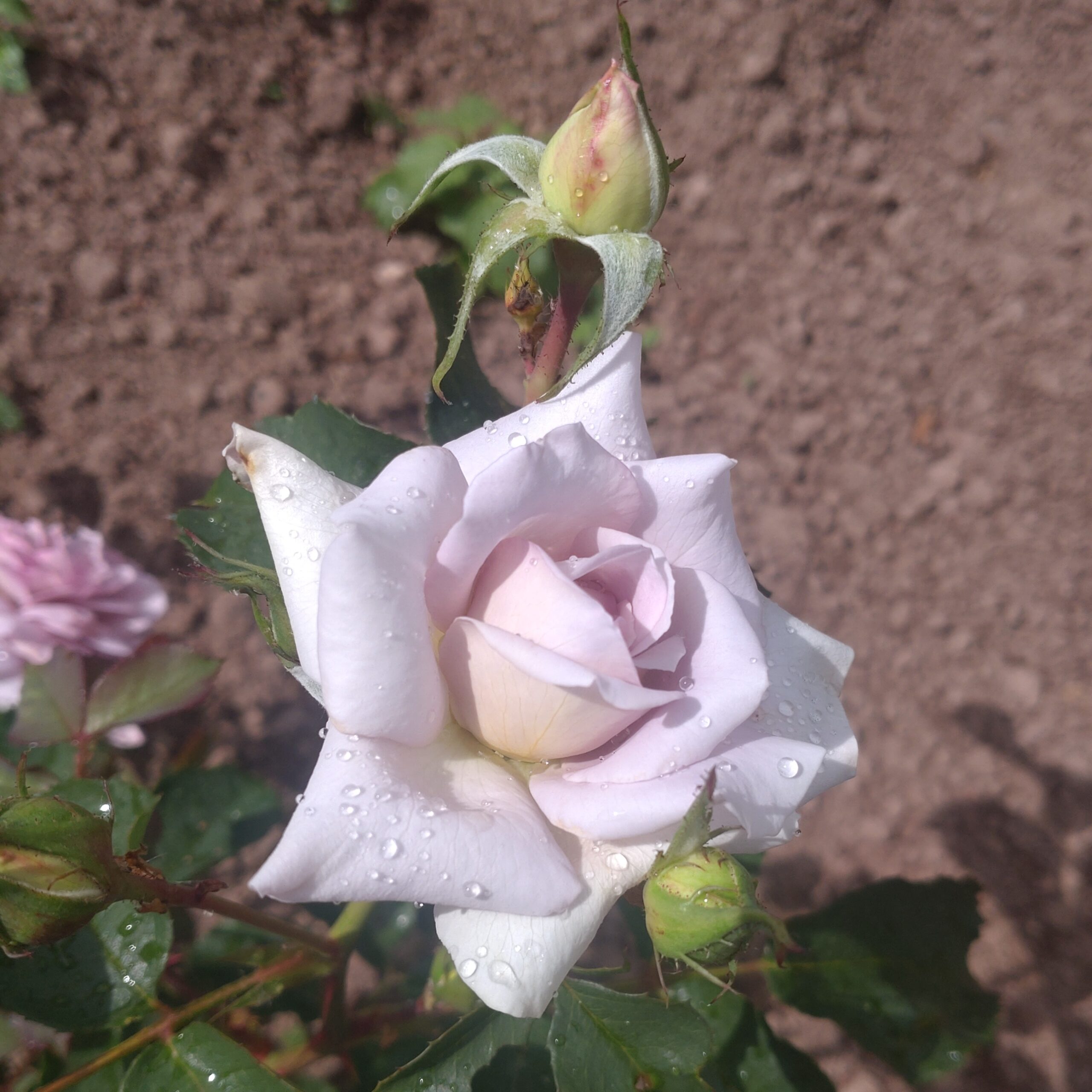 Pastel Antique – Bild 27