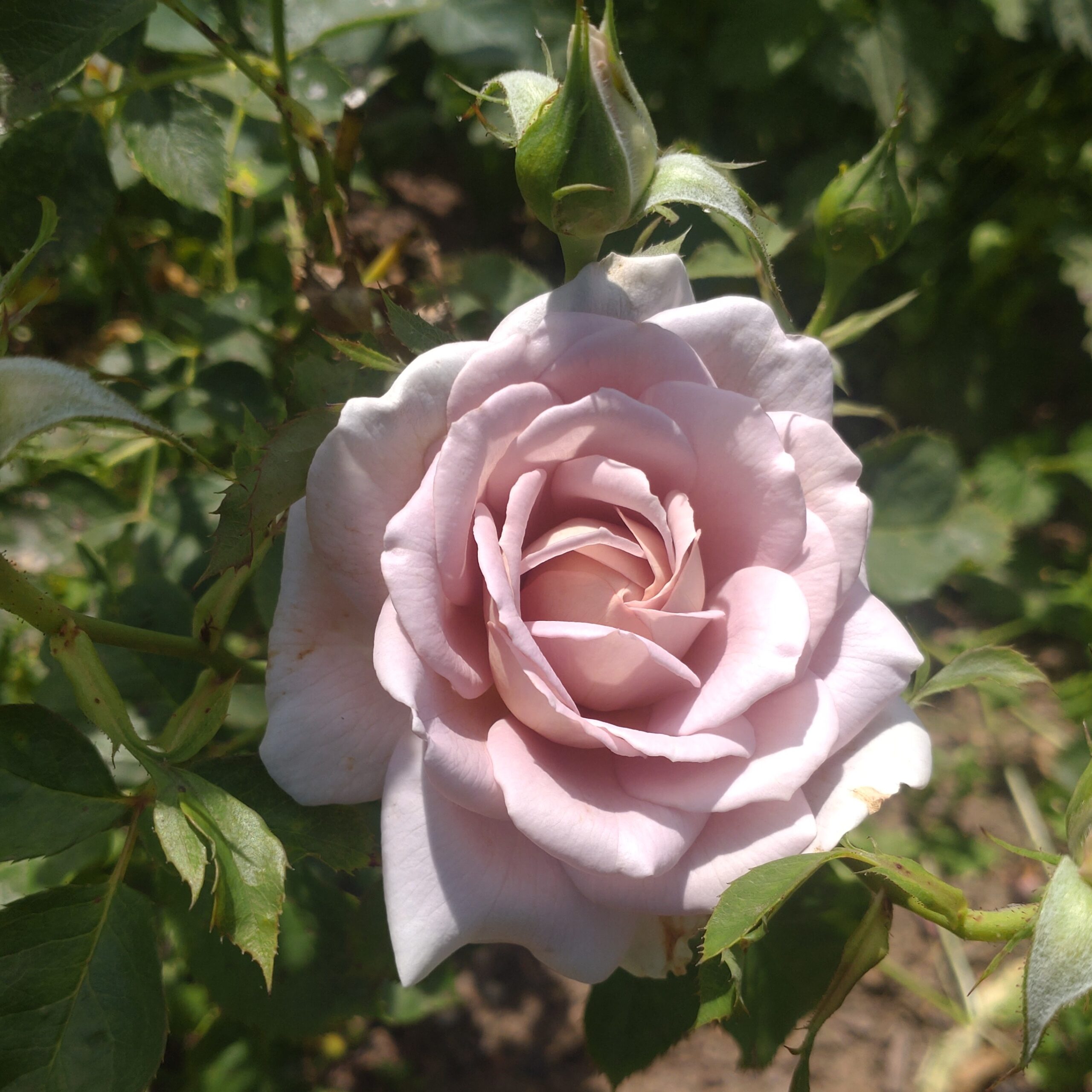 Pastel Antique – Bild 28