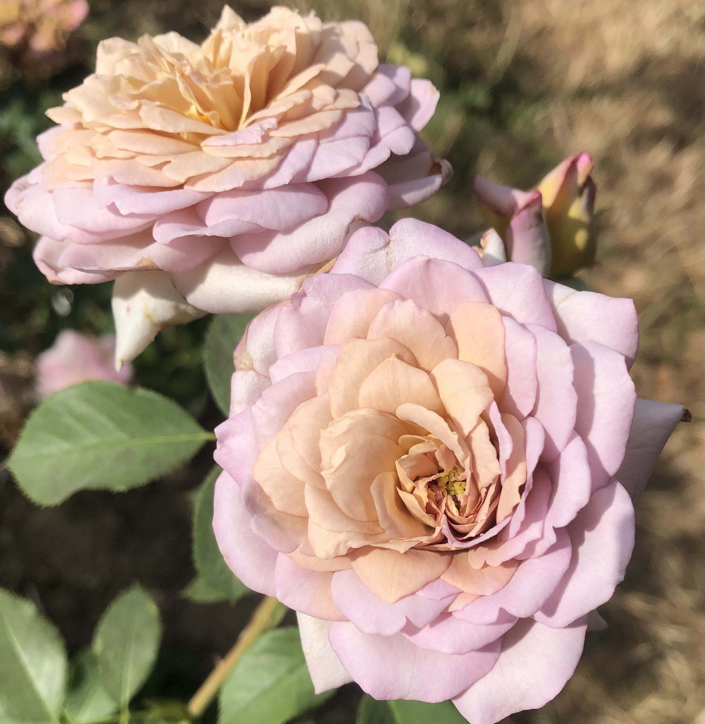 Pastel Antique – Bild 29