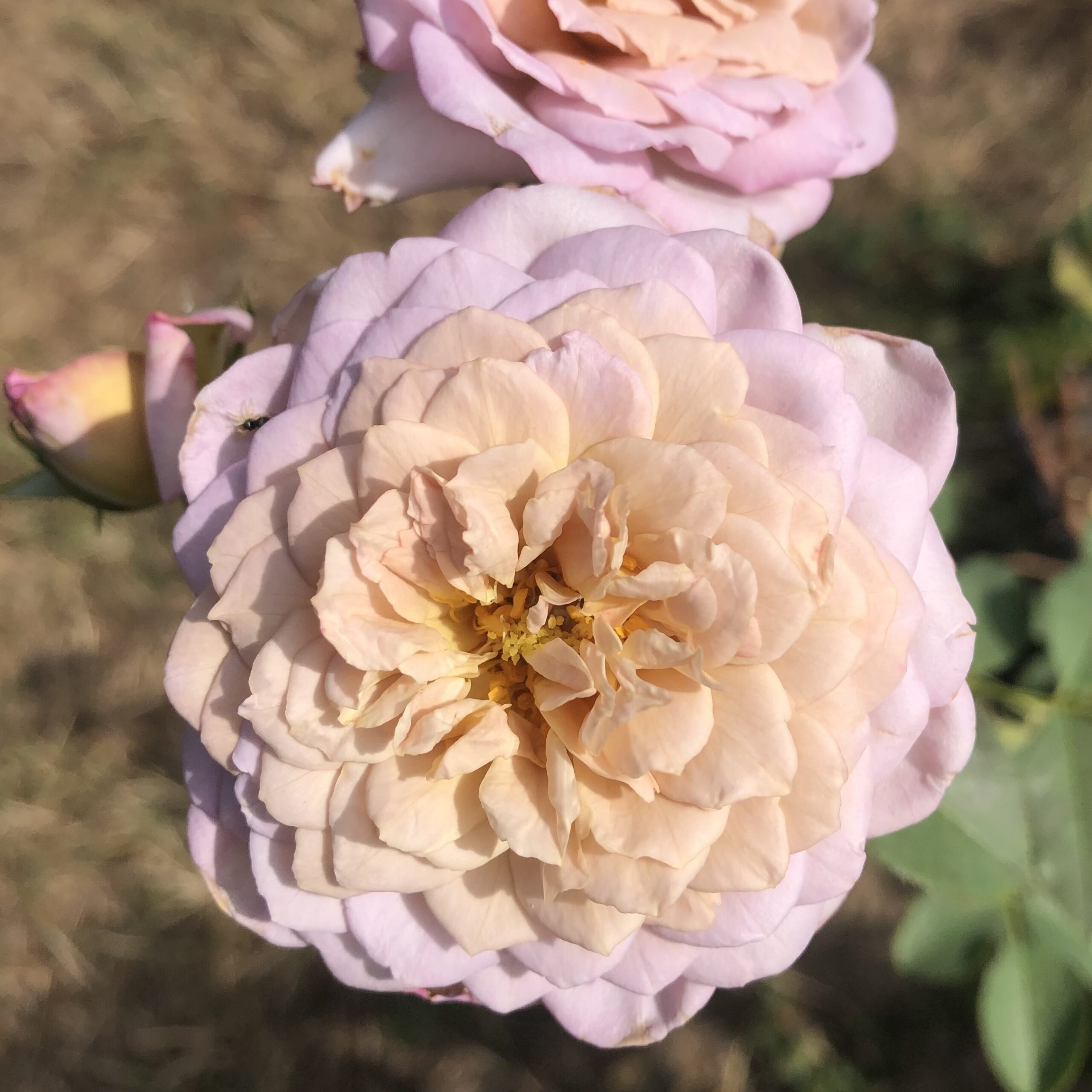 Pastel Antique – Bild 13