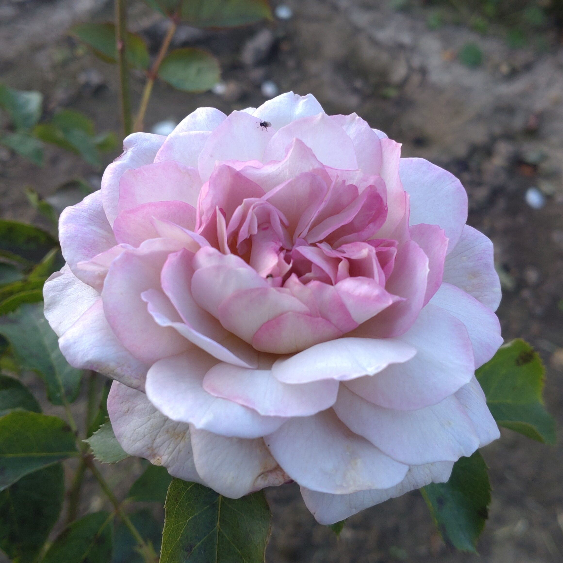 Pastel Antique – Bild 5
