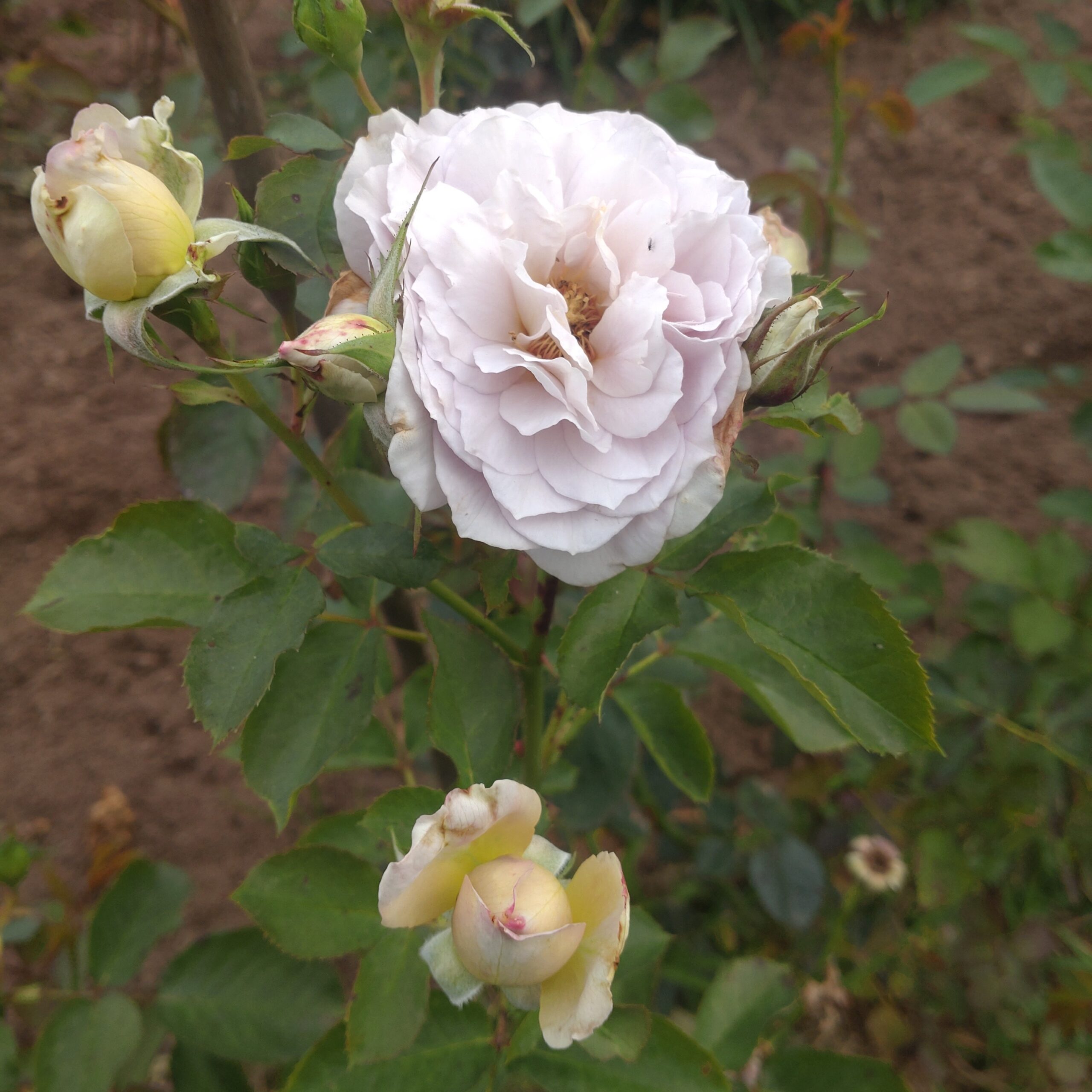 Pastel Antique – Bild 8