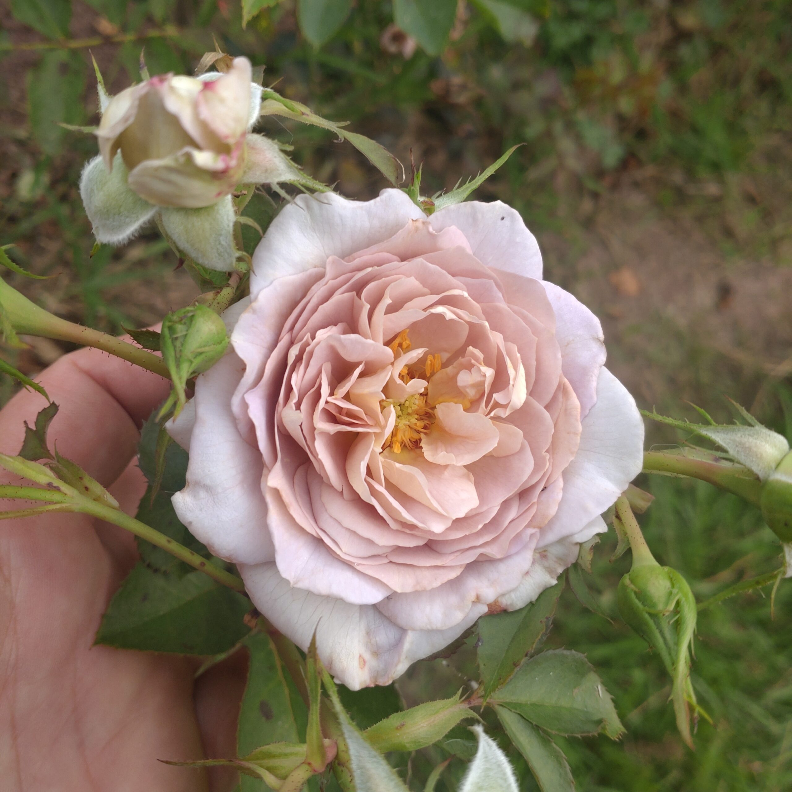 Pastel Antique – Bild 11