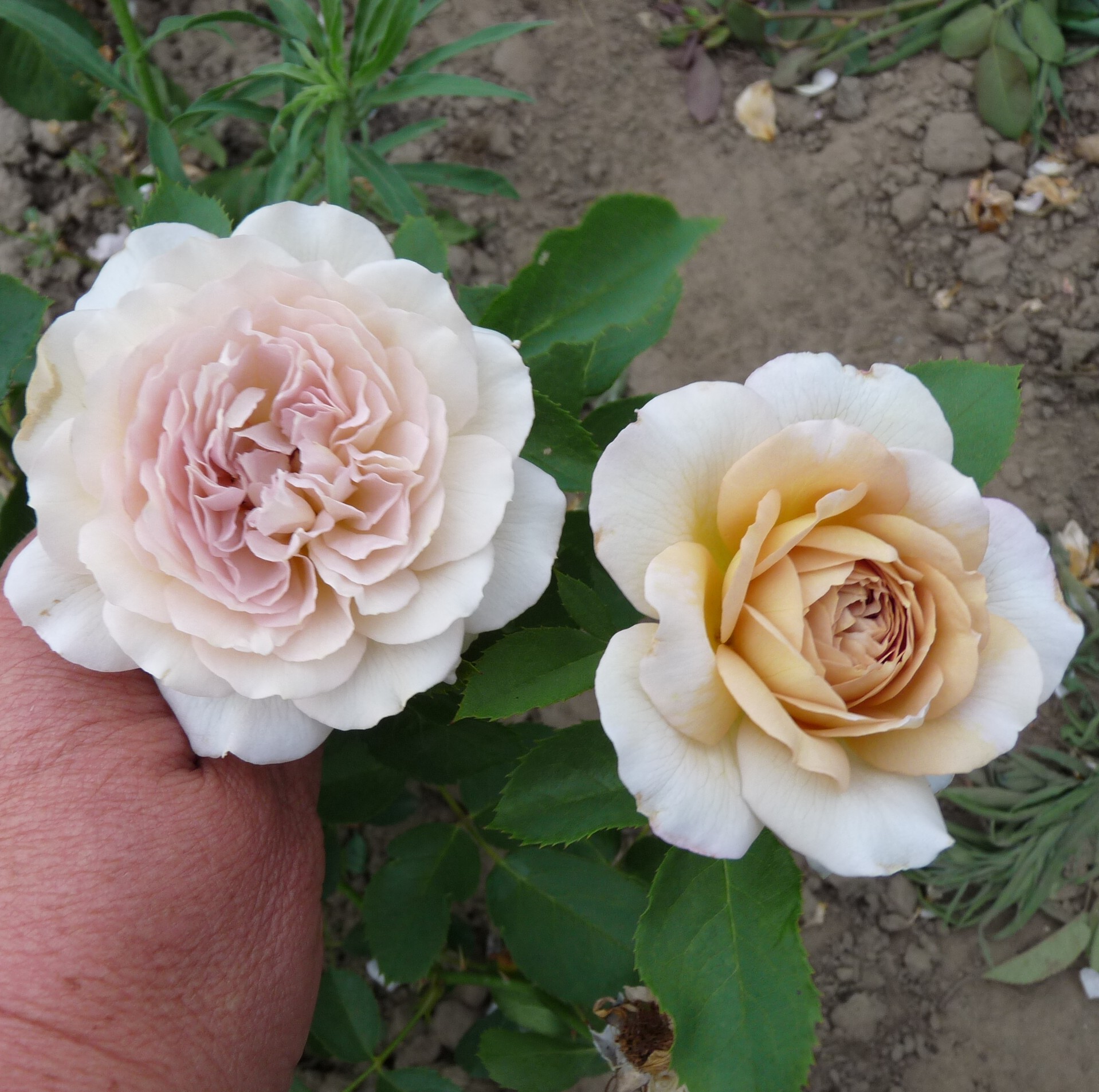 Pastel Antique