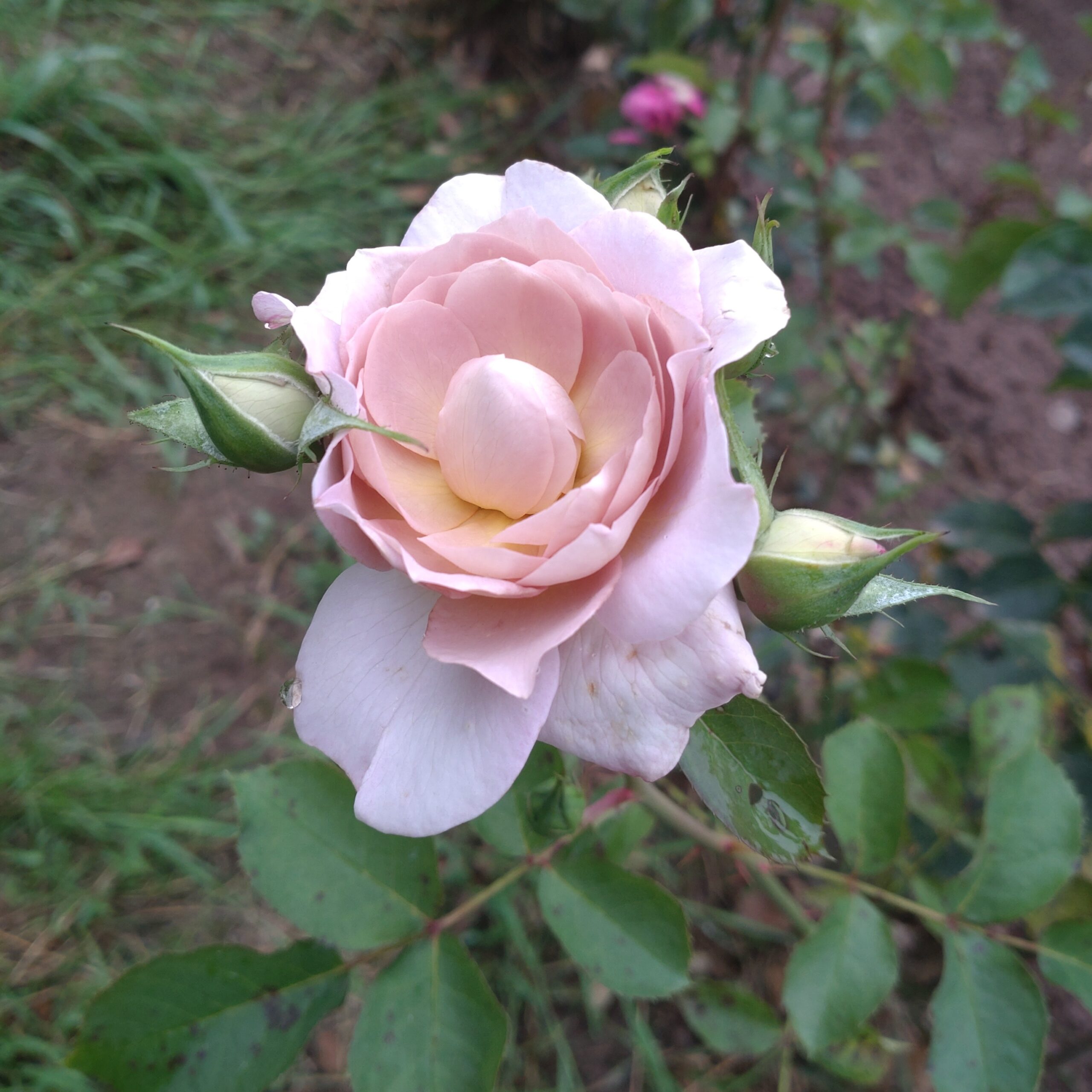 Pastel Antique – Bild 14