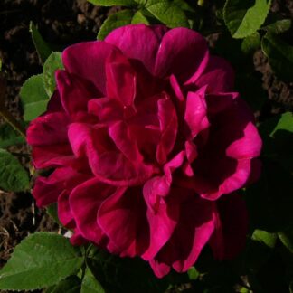 Red Damasc