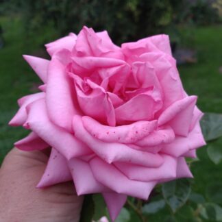 Romina