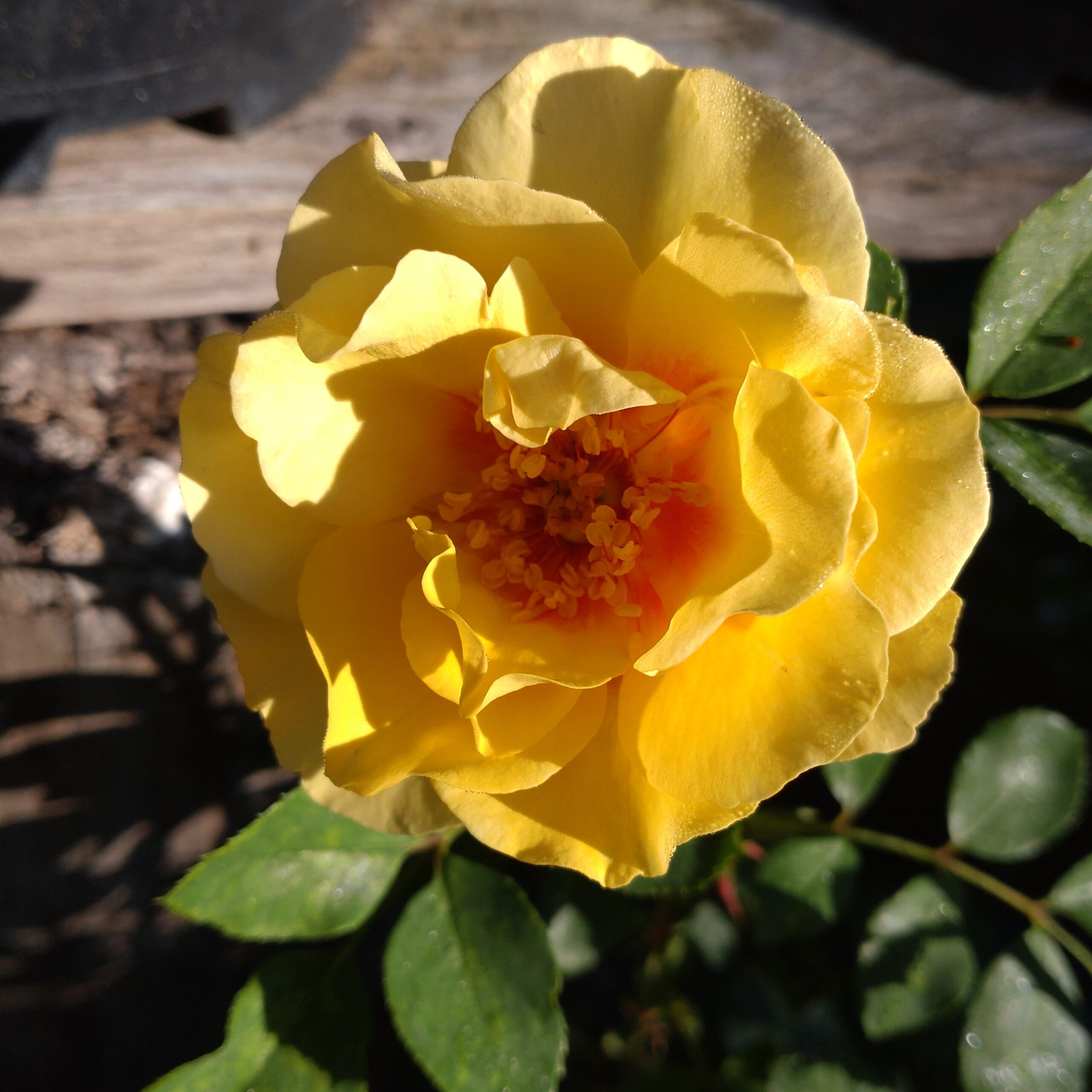 Shining High – Bild 2