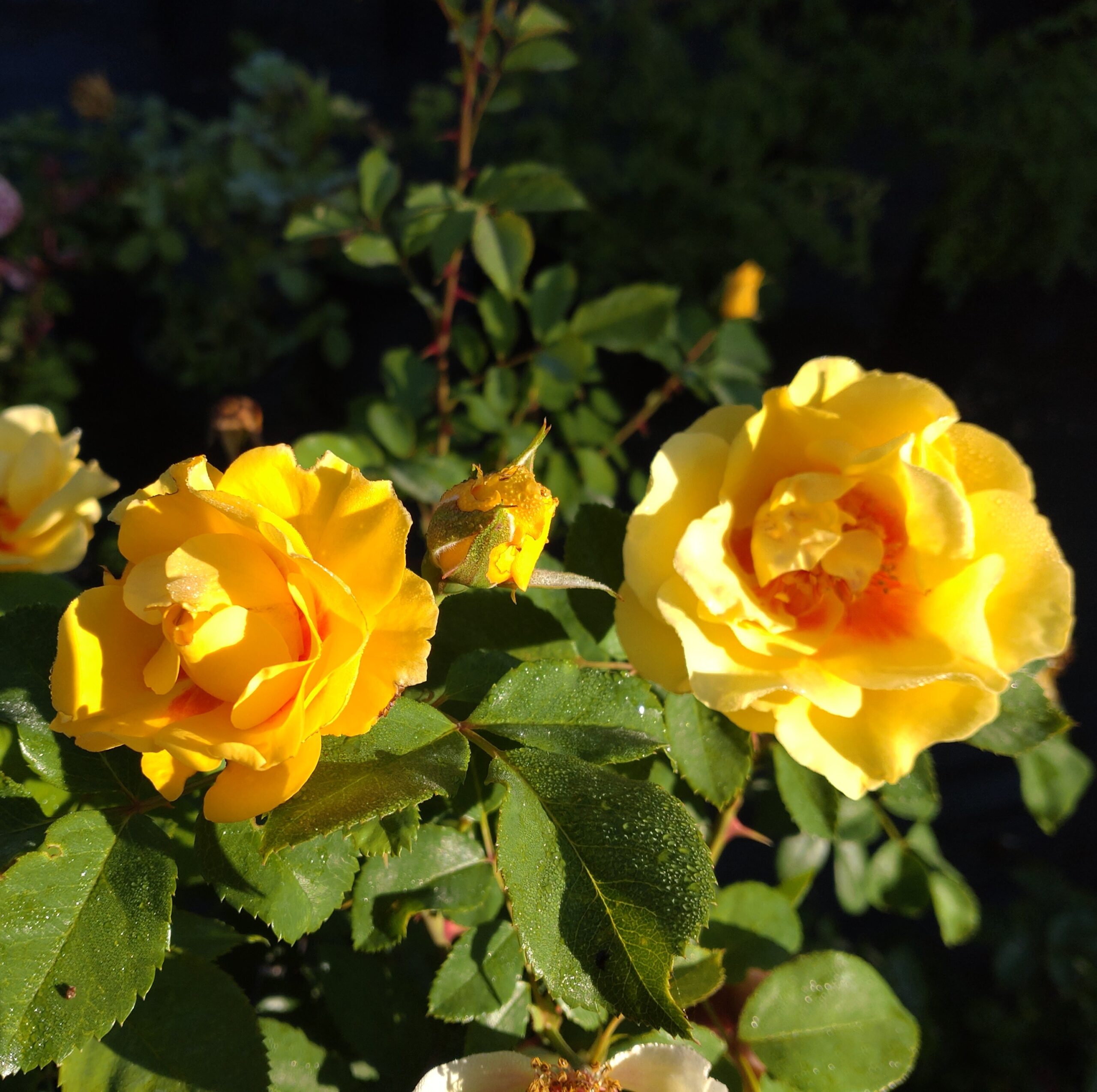 Shining High – Bild 4