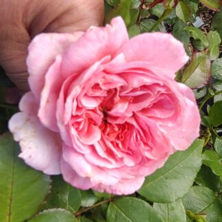 Rosie Posie