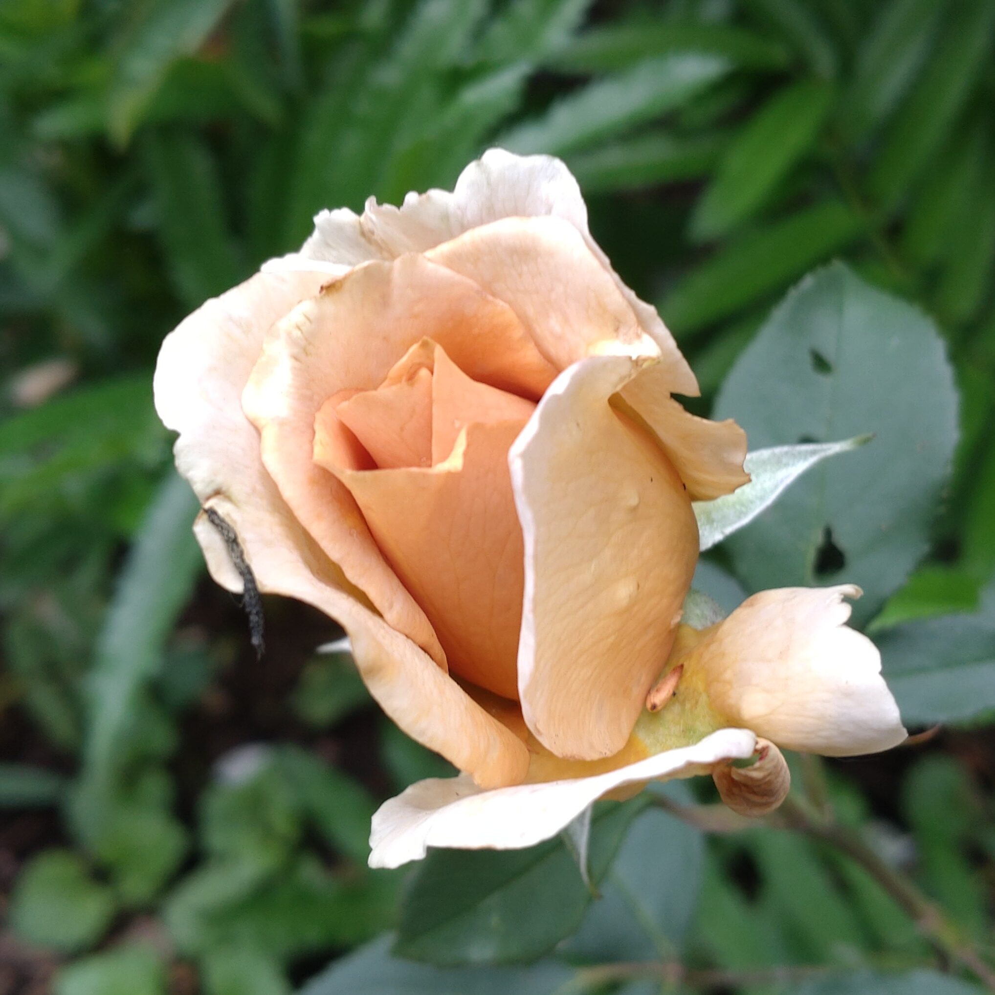 Eventail d´Or – Bild 2