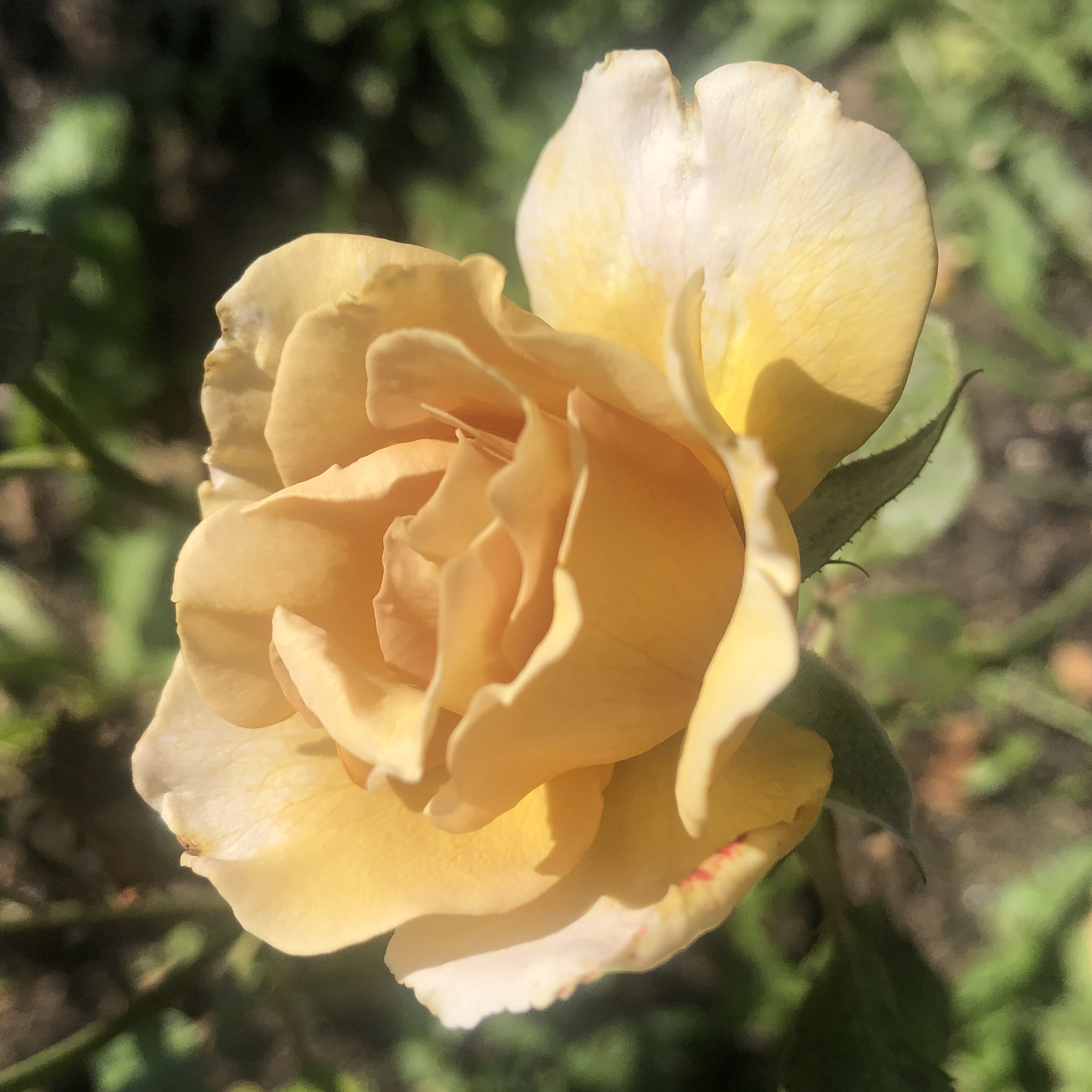 Eventail d´Or – Bild 4