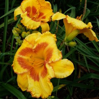 Orangeblossom Special